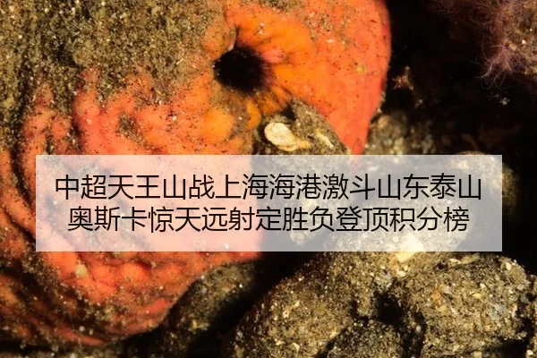 zhong-chao-tian-wang-shan-zhan-shang-hai-hai-gang-ji-dou-shan-dong-tai-shan-ao-si-ka-jing-tian-yuan-she-ding-sheng-fu-2-800.jpg
