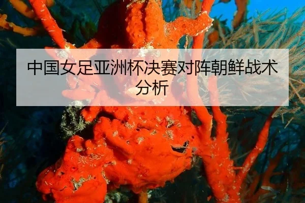 zhong-guo-nv-zu-ya-zhou-bei-jue-sai-dui-zhen-chao-xian-zhan-shu-fen-xi-2-300.jpg